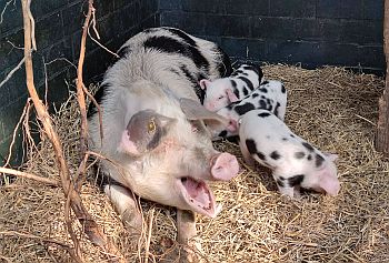 Bunte Bentheimer Ferkel_Arche Warder