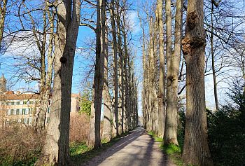 Eutin_Lindenallee_Schloss