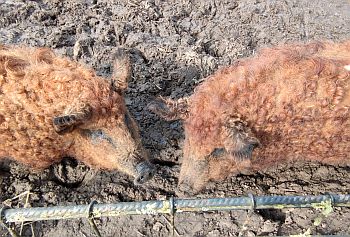 Rote Mangalitza Wollschweine Arche Warder