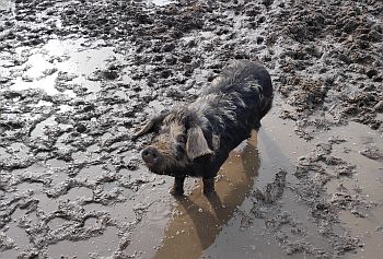 Schwein im Schlamm Arche Warder