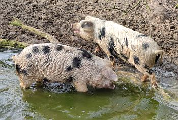 Schweine mit Punkten im Teich_Arche Warder